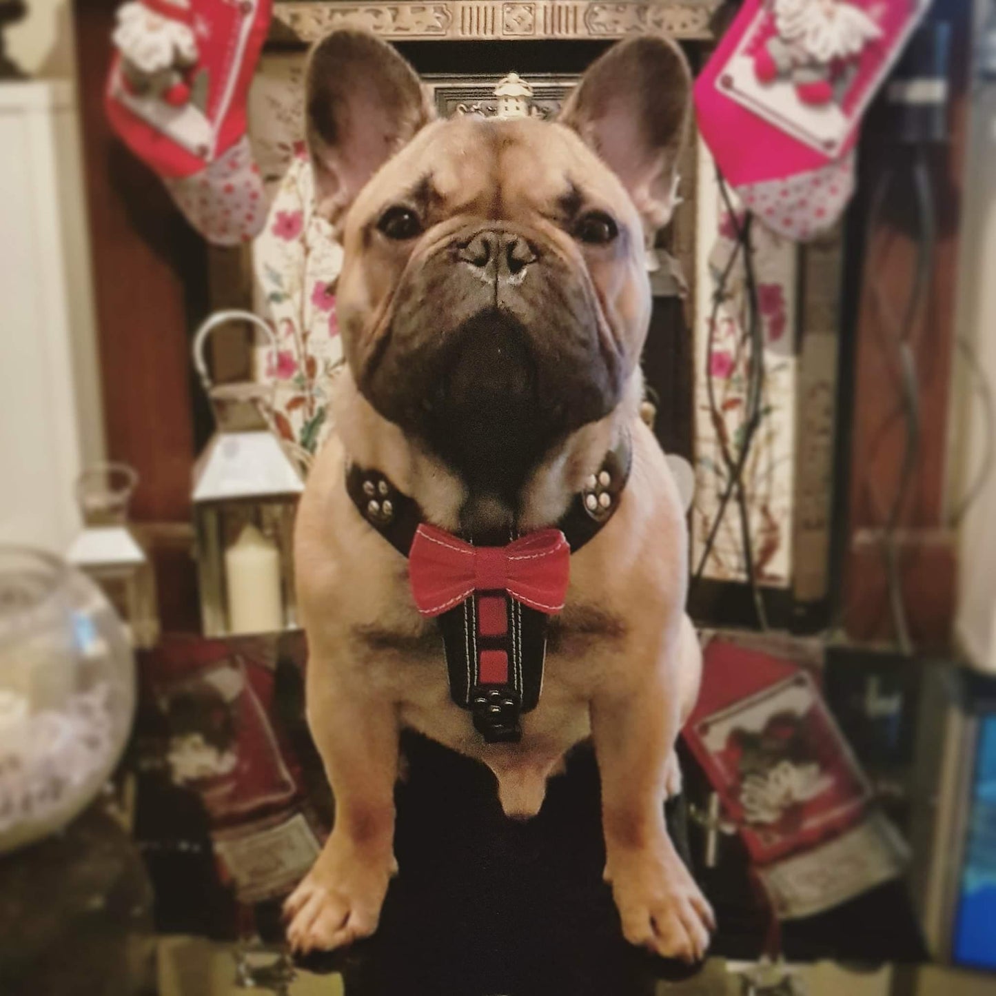 The "Bowtie" handmade leather harness black Small to Medium Size - Tampa Home & Garden Store