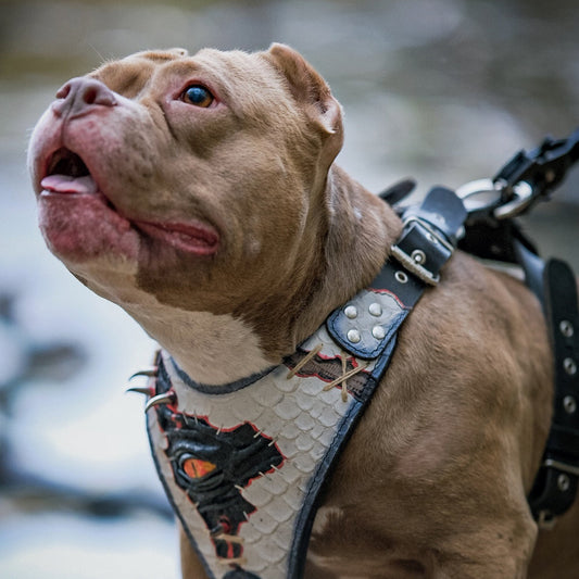 The “Dragon's Eye” Harness LIMITED! - Tampa Home & Garden Store