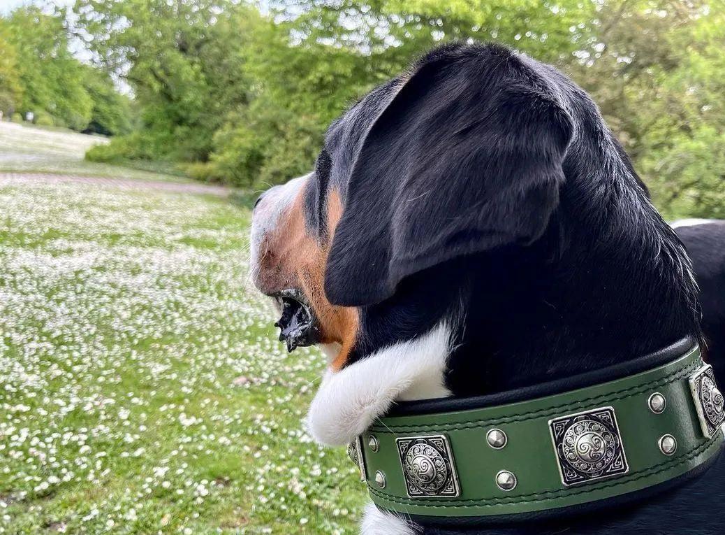 The "Eros" collar 2.5 inch wide Green - Tampa Home & Garden Store