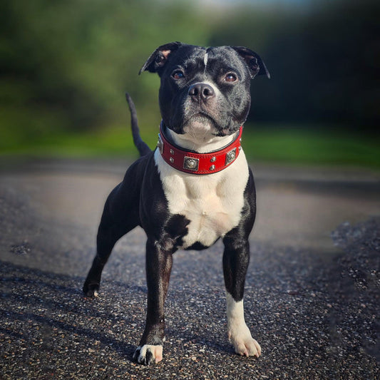 The "Eros" collar 2 inch wide Red - Tampa Home & Garden Store