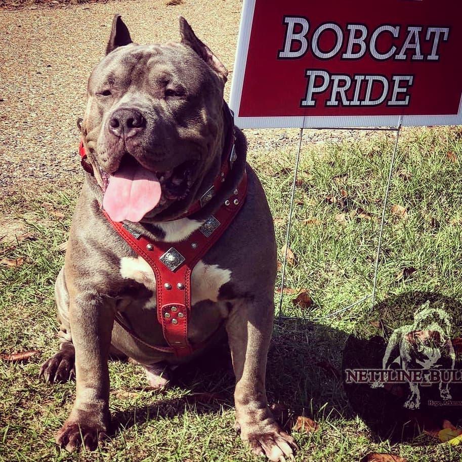 The "Eros" harness RED - Tampa Home & Garden Store