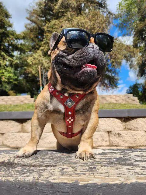 Eros Leather Harness for Dogs by Bestia red with studs worn by dog in sunglasses, medium on Tampa Home & Garden Store