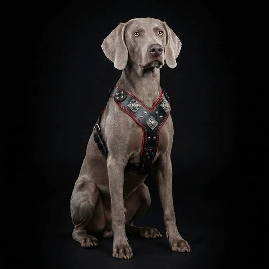 Eros leather dog harness by Bestia Dog Gear in black and red with metal studs on Tampa Home & Garden Store