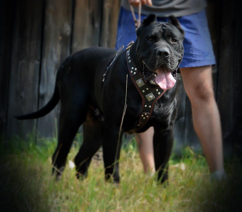 The "Eros" harness black & red - Tampa Home & Garden Store
