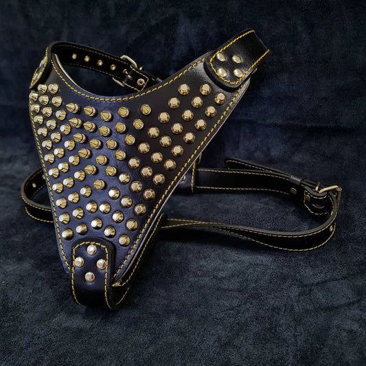 Gladiator Leather Harness for Giant Breeds Gold with brass studs and yellow stitching on Tampa Home & Garden Store
