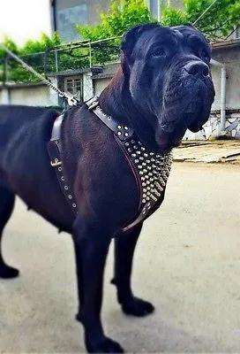 Gladiator leather dog harness, black studded, Bestia Dog Gear, large breeds on Tampa Home & Garden Store
