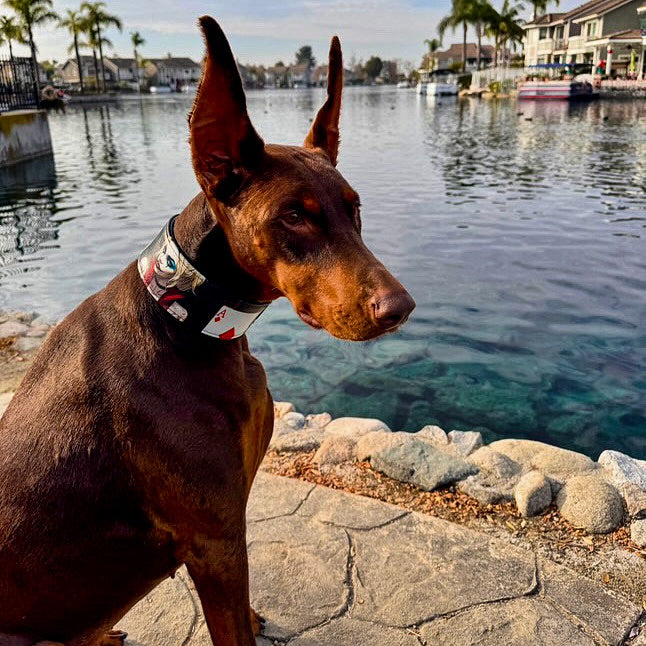 The Harley Limited Collar - Tampa Home & Garden Store