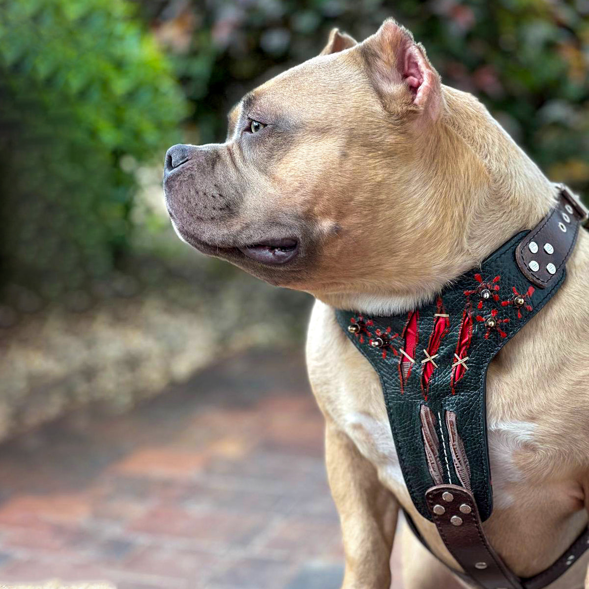 The ''Haunted'' harness LIMITED - Tampa Home & Garden Store