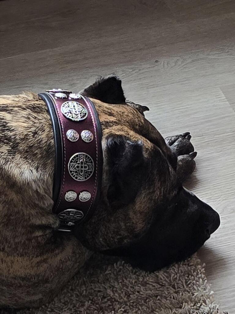 The "Hektor" Burgundy Collar LIMITED - Tampa Home & Garden Store