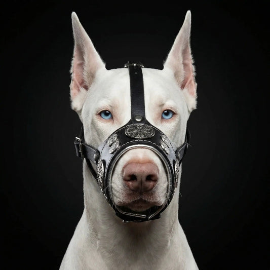 Hektor double-layer dog muzzle, black leather with silver conchos, Bestia Dog Gear on Tampa Home & Garden Store