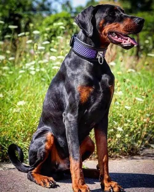 Hexagon Limited Dog Collar purple leather by Bestia Dog Gear on Tampa Home & Garden Store