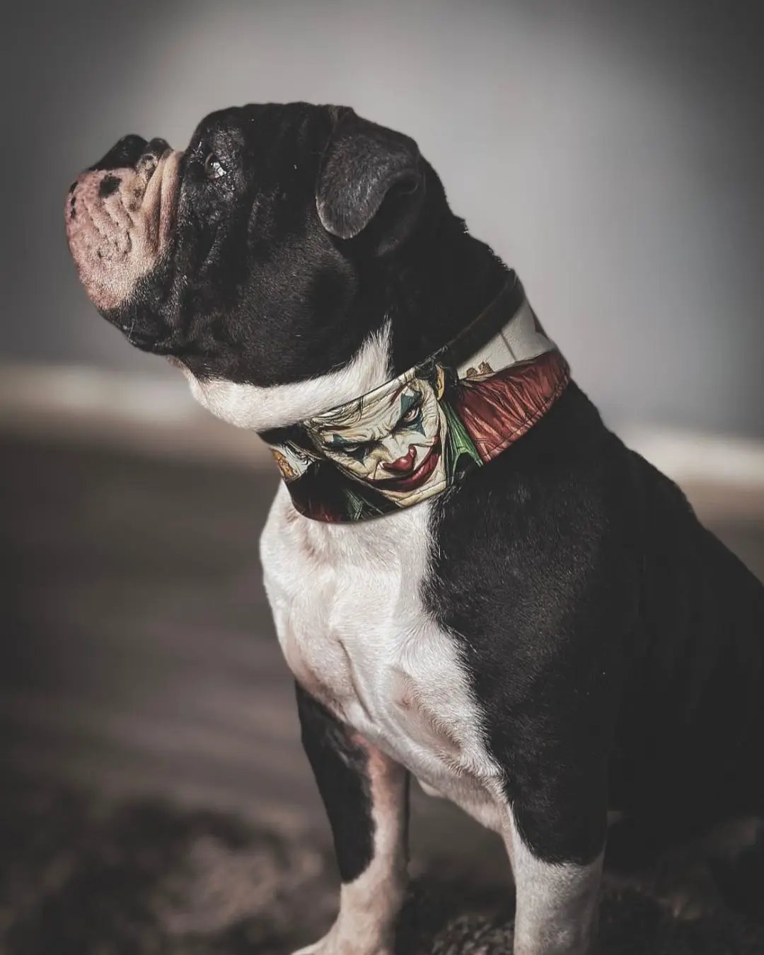 Joker Inspired Leather Dog Collar for Halloween with Joker artwork bandana print on Tampa Home & Garden Store