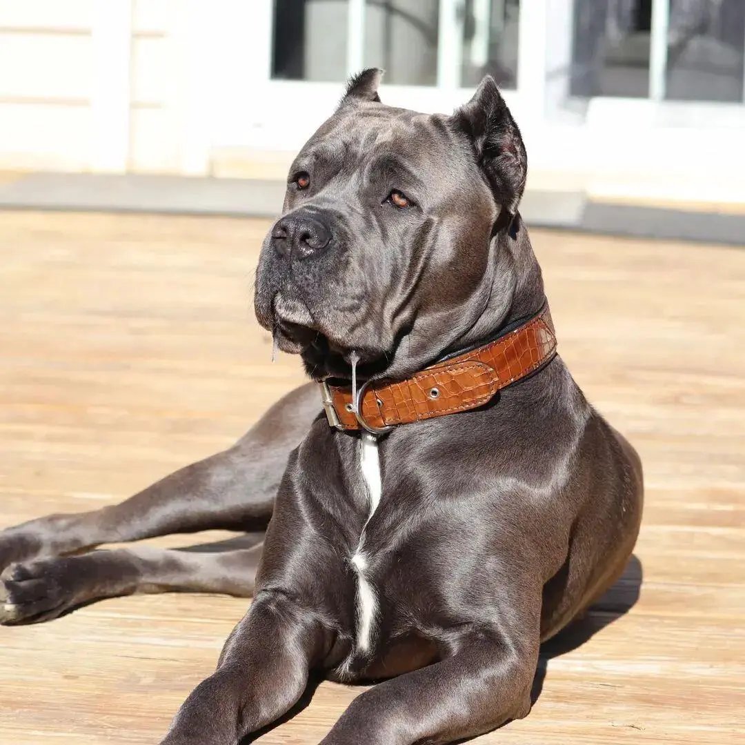 Korona Collar Brown leather dog collar Bestia Dog Gear for small to giant dogs on Tampa Home & Garden Store