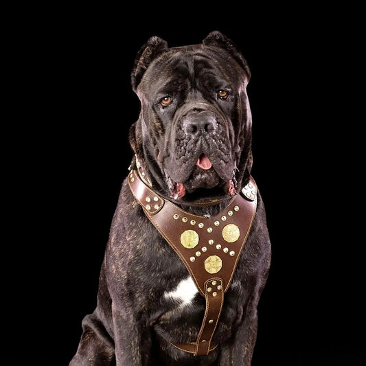 Maximus brown leather dog harness with rivets, gold studs on a black background on Tampa Home & Garden Store