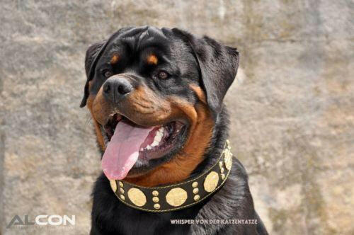The "Maximus" collar 2.5 inch wide black & gold - Tampa Home & Garden Store