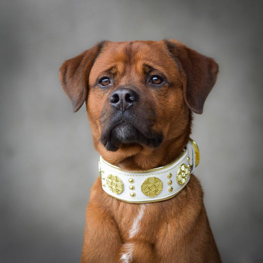 The "Maximus" collar 2.5 inch wide white & gold - Tampa Home & Garden Store