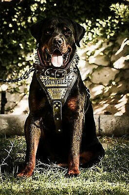 The "Metal" harness- Personalized! - Tampa Home & Garden Store