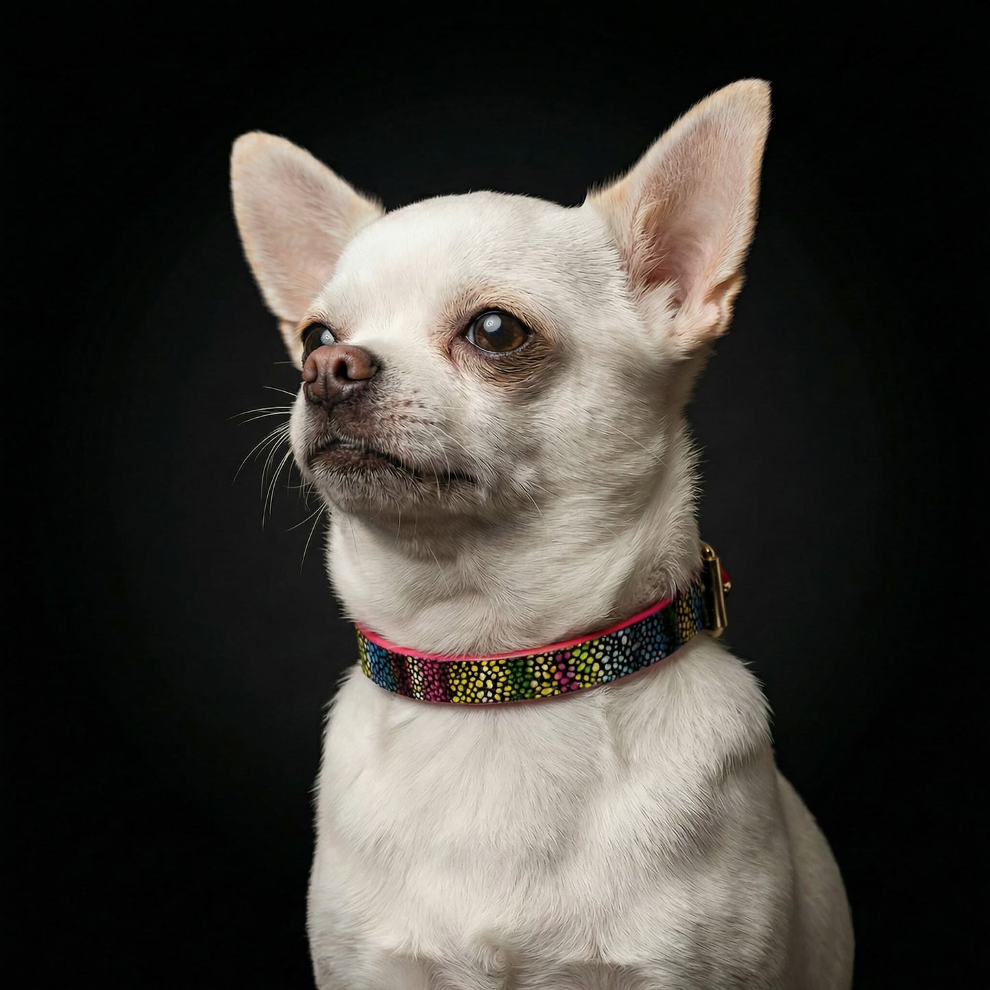 The "Moby" puppy collar - Tampa Home & Garden Store