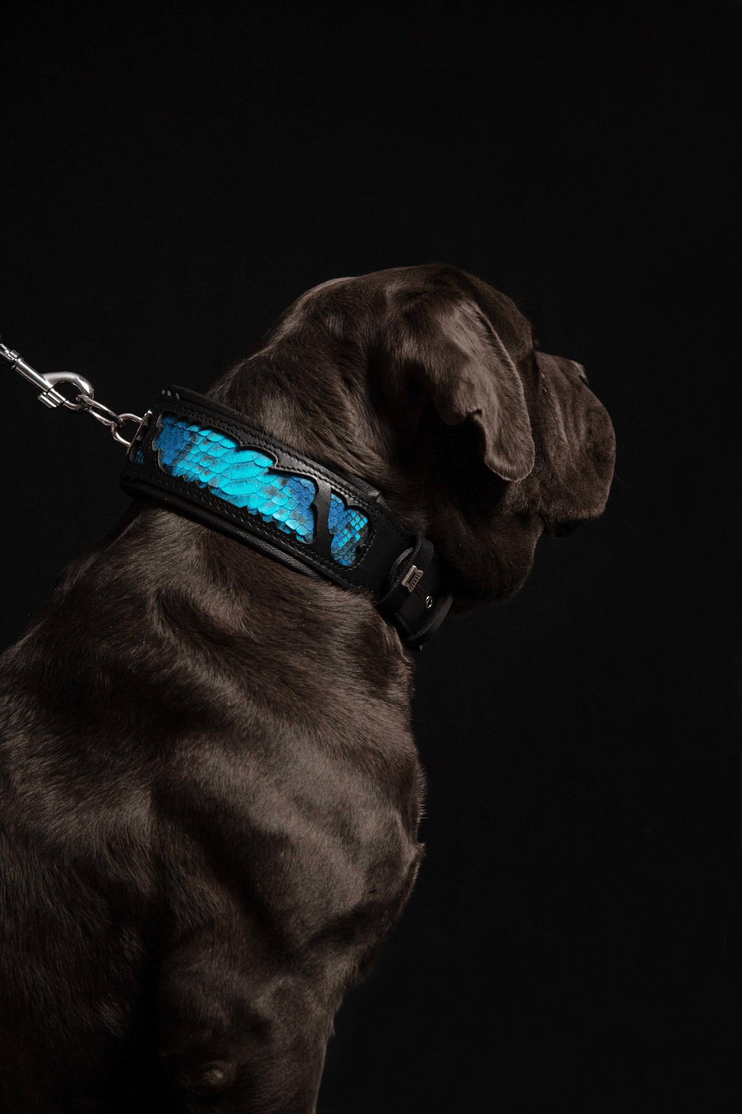 The ''Morelia Python'' collar - Tampa Home & Garden Store