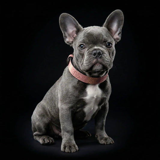 Nostalgia Rose puppy collar pink, lightweight and soft, Bestia Dog Gear on Tampa Home & Garden Store
