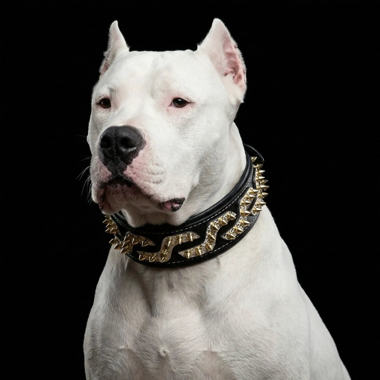 Platinum Collar for medium to giant dogs by Bestia Dog Gear, black leather with gold spikes on Tampa Home & Garden Store