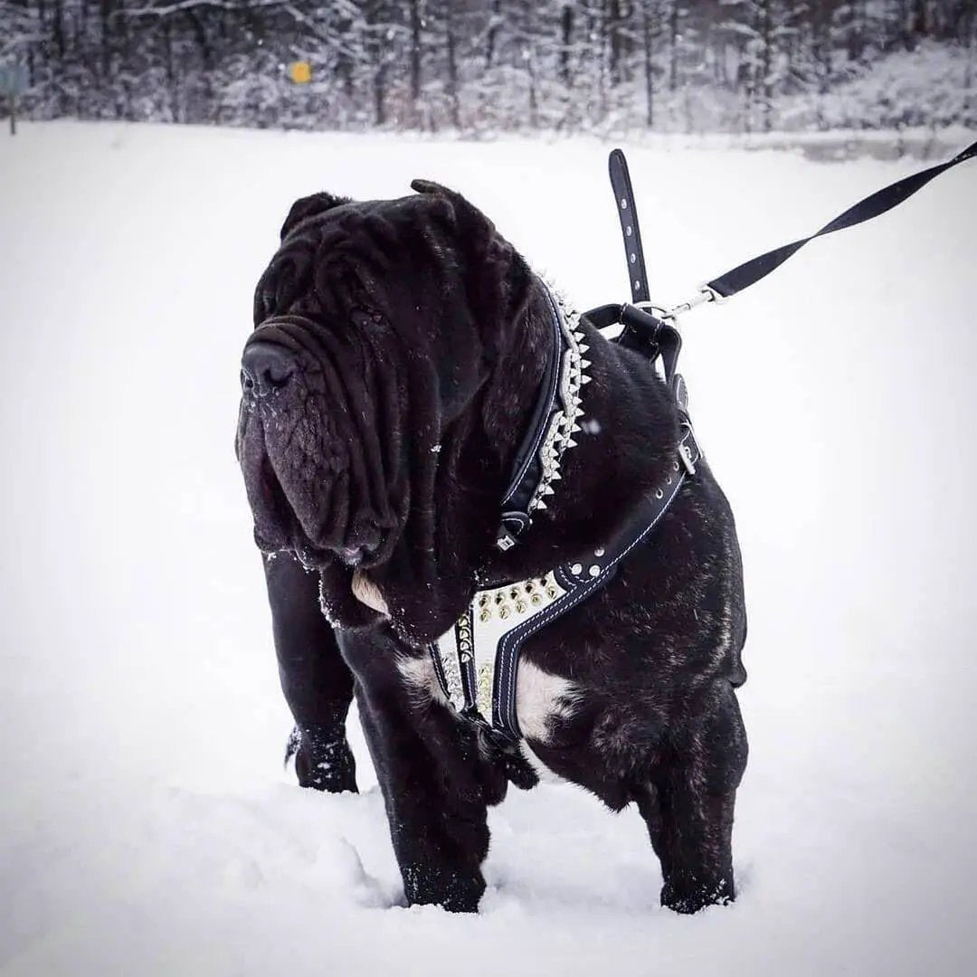 Platinum harness for medium to giant dogs in black studded leather by Bestia Dog Gear on Tampa Home & Garden Store