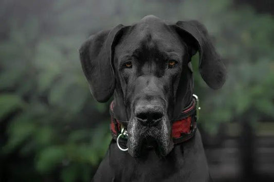Red Dragon Collar by Bestia Custom Dog Gear, red nylon collar on a black dog on Tampa Home & Garden Store