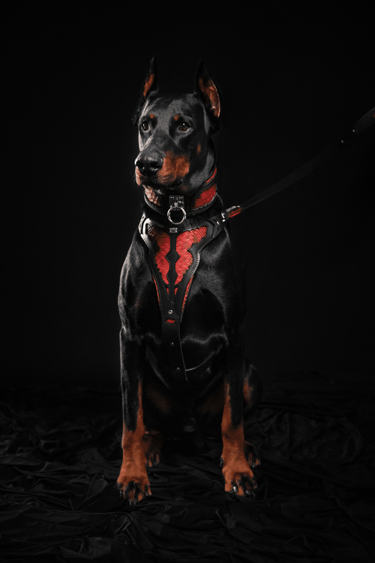The ''Red Dragon'' collar - Tampa Home & Garden Store