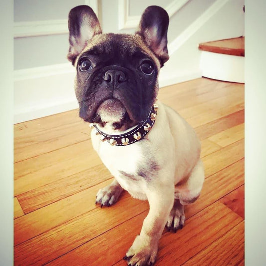 The "Rock" collar - Tampa Home & Garden Store