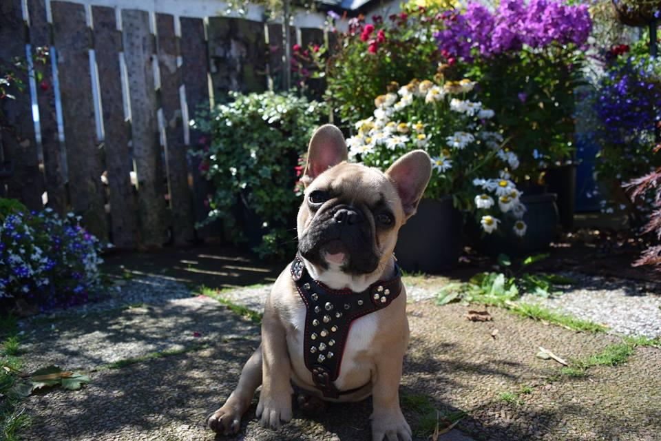 The "Rocky" studded leather harness Small to Medium Size - Tampa Home & Garden Store