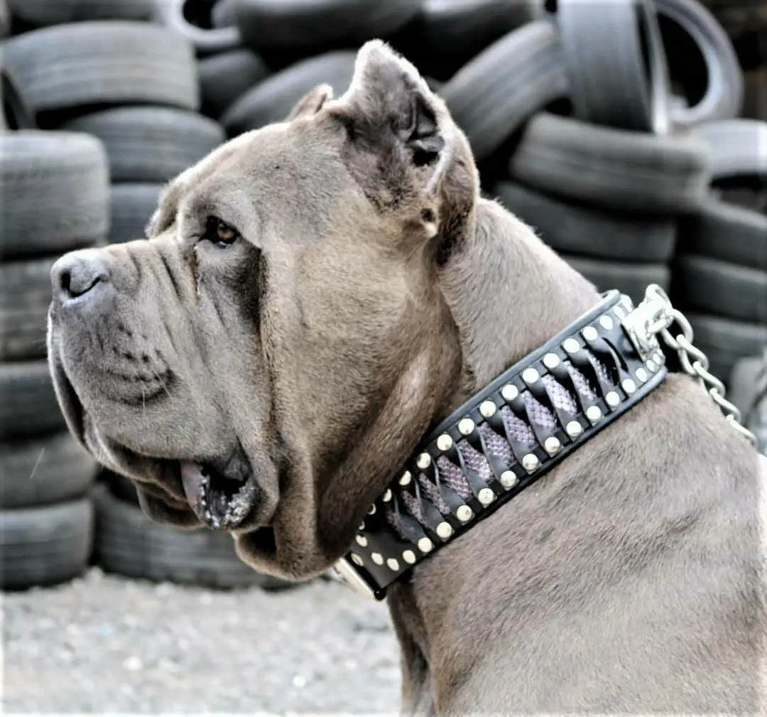 Steampunk dog collar for large dogs, black leather with silver studs by Bestia Dog Gear on Tampa Home & Garden Store