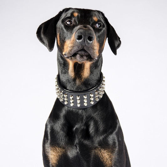 The "Stud" dog collar - Tampa Home & Garden Store