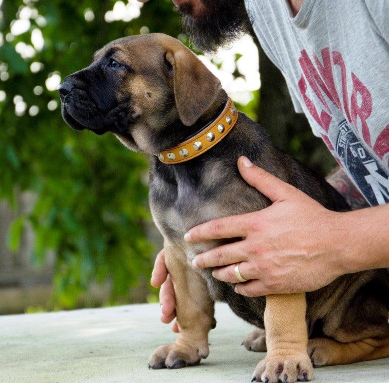 The "Superstar" puppy dog collar - Tampa Home & Garden Store