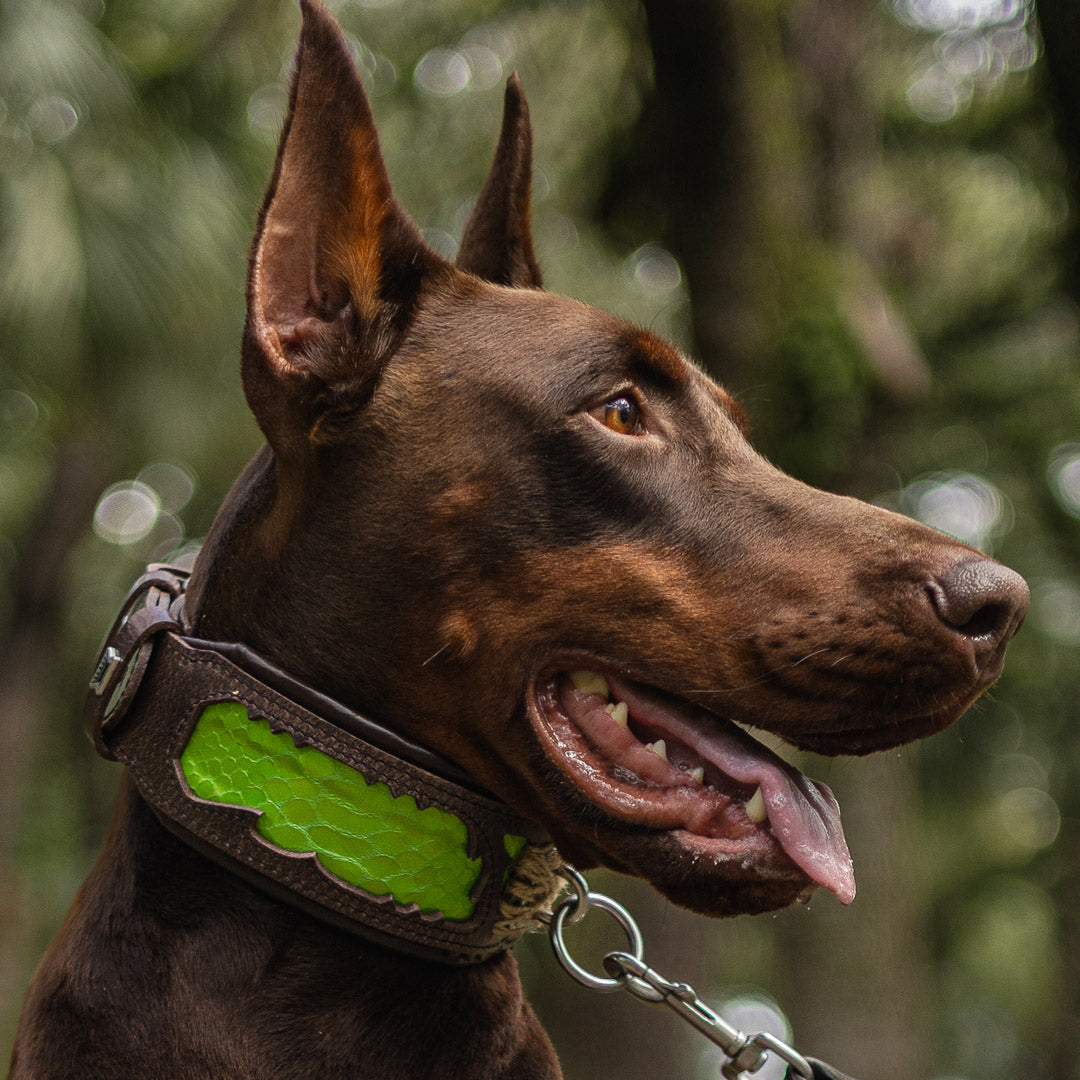 The ''Venom'' collar - Tampa Home & Garden Store