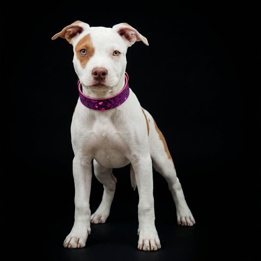 The "Viola Drops" puppy collar - Tampa Home & Garden Store