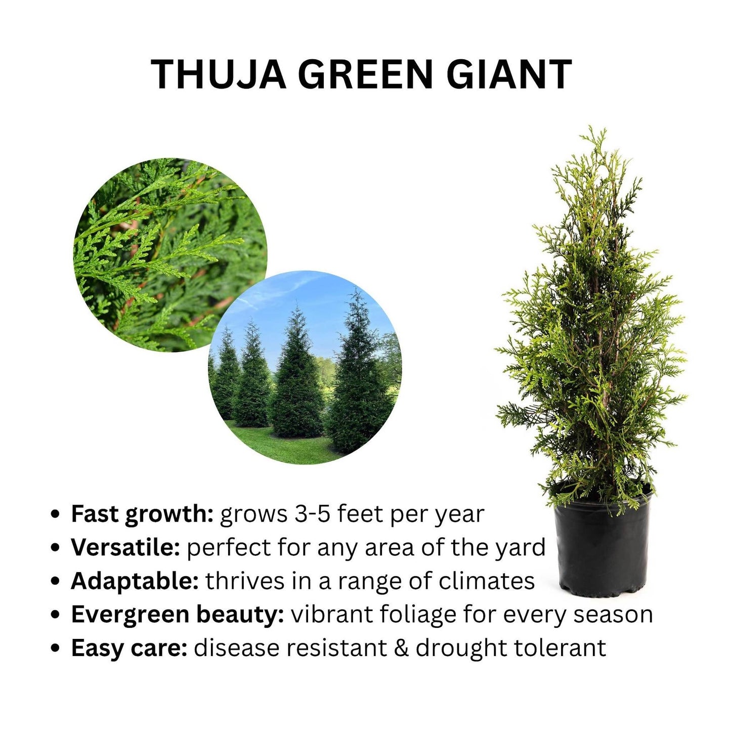 Thuja Green Giant plant display with evergreen round cutouts and a potted tree on the right on Tampa Home & Garden Store