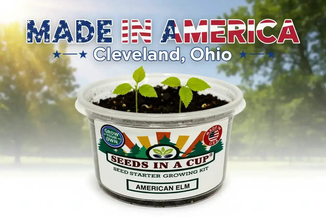 American Elm seed starter by Seeds In A Cup with two green elm seedlings in a clear cup on Tampa Home & Garden Store