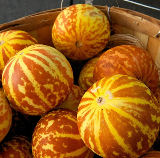 Tigger melon fruits with yellow-orange striped rind in a wooden basket on Tampa Home & Garden Store
