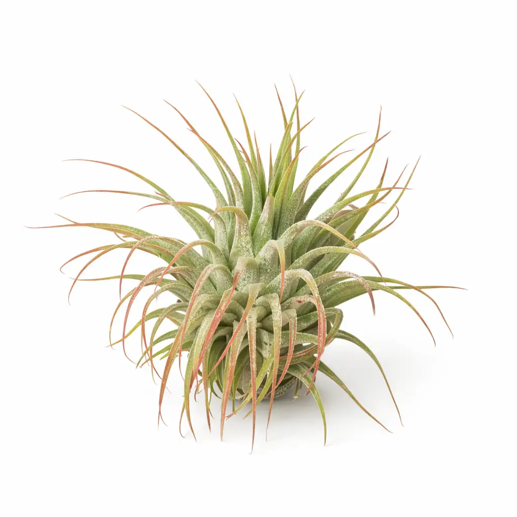 Tillandsia Ionantha Guatemala air plant with spiky green leaves and pink-tinged tips on Tampa Home & Garden Store