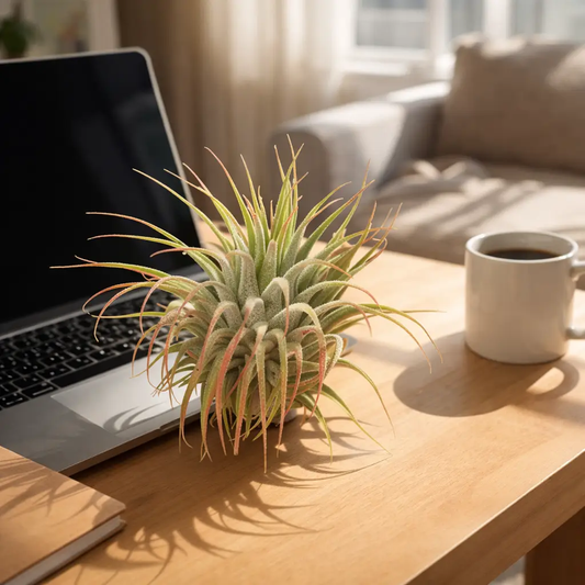 Tillandsia Ionantha Guatemala air plant with green leaves and pink tips beside a laptop on Tampa Home & Garden Store