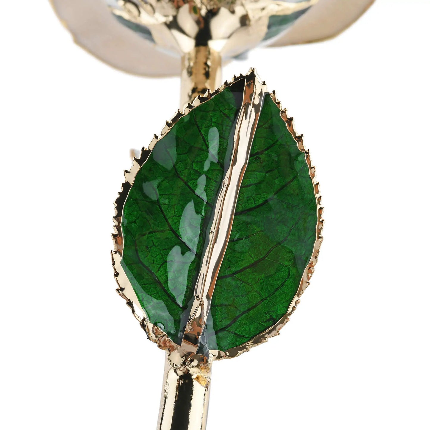 Timeless Rose White 24K Gold Dipped green leaf with gold trim by ROSEPHORIA on Tampa Home & Garden Store
