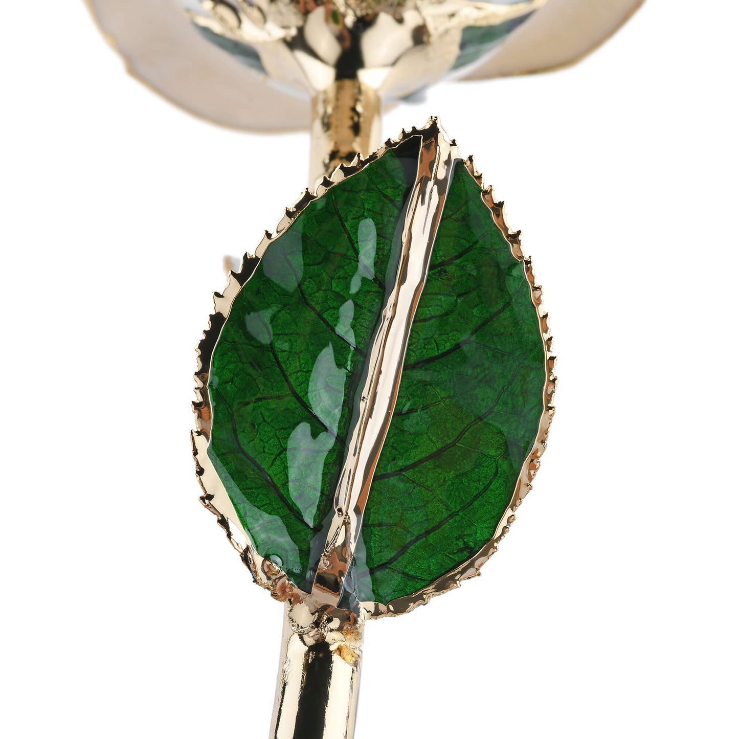 Timeless Rose (White) - Tampa Home & Garden Store