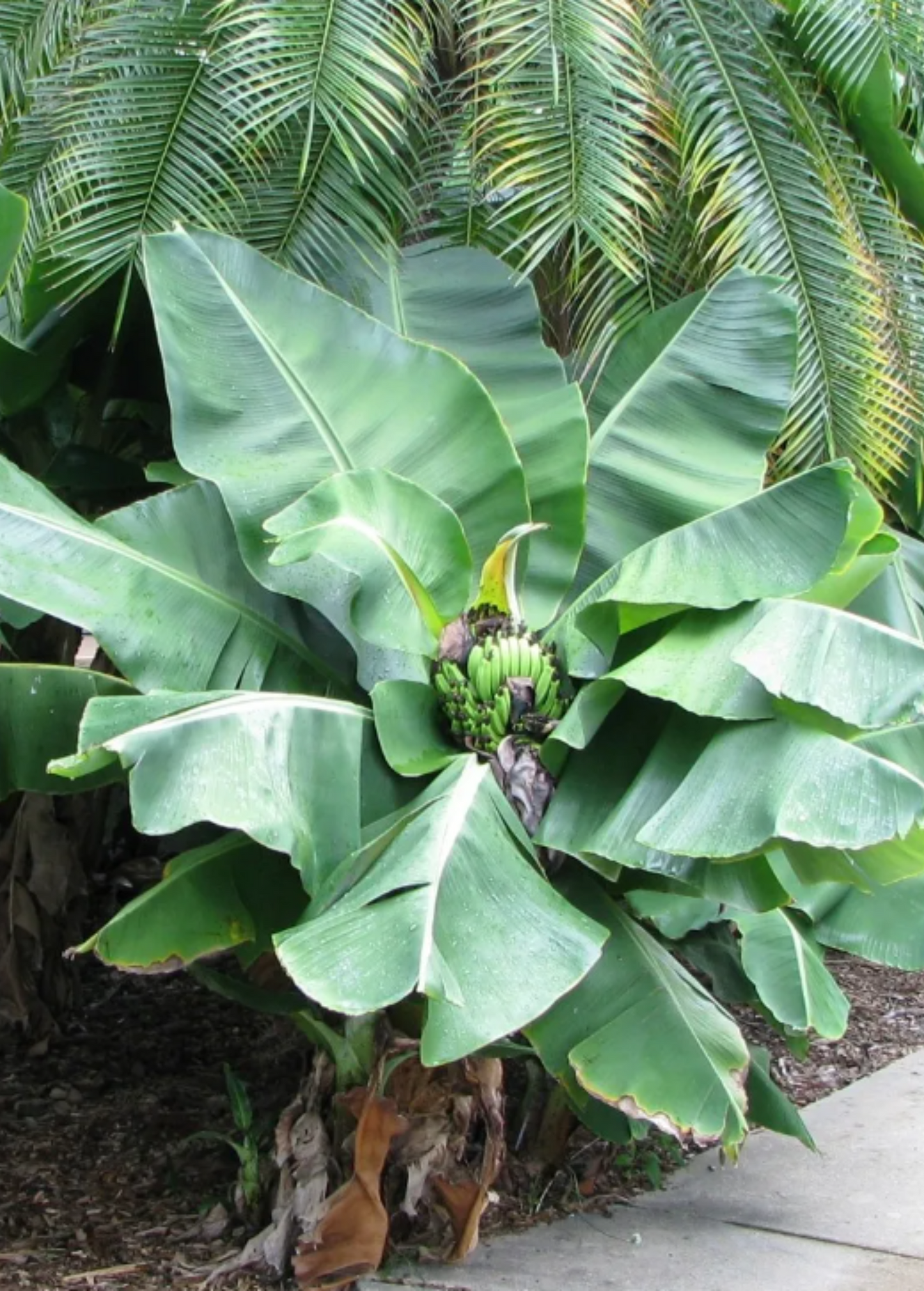 Truly Tiny Banana Tree Musa minimus, compact tropical fruit tree, Sow Exotic on Tampa Home & Garden Store