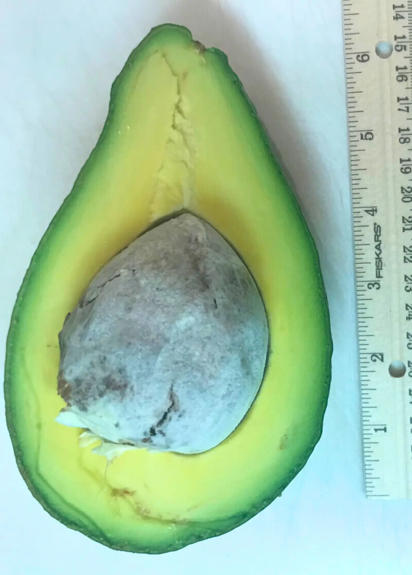 Avocado 'Tonnage' (Persea americana) - Tampa Home & Garden Store