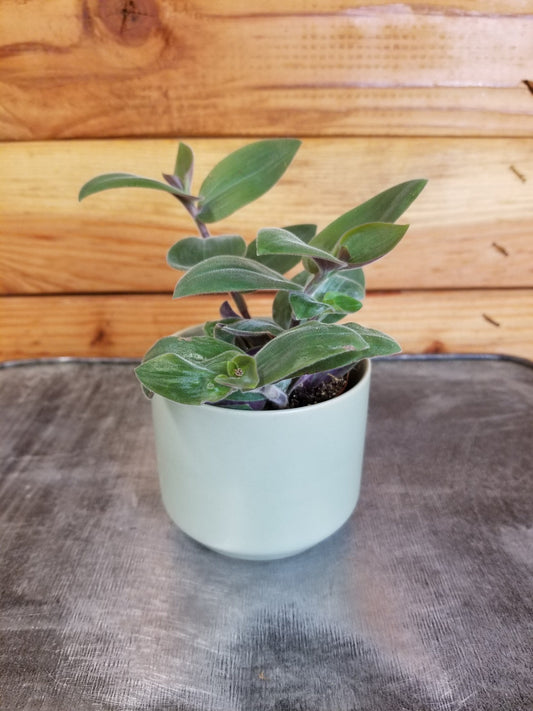 Tradescantia Baby Bunny Bellies 2" Plant - Tampa Home & Garden Store