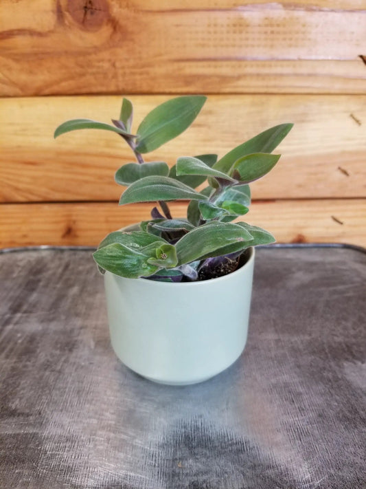 Tradescantia Baby Bunny Bellies 2 inch plant in pale blue pot with fuzzy green leaves The Plant Farm® on Tampa Home & Garden Store