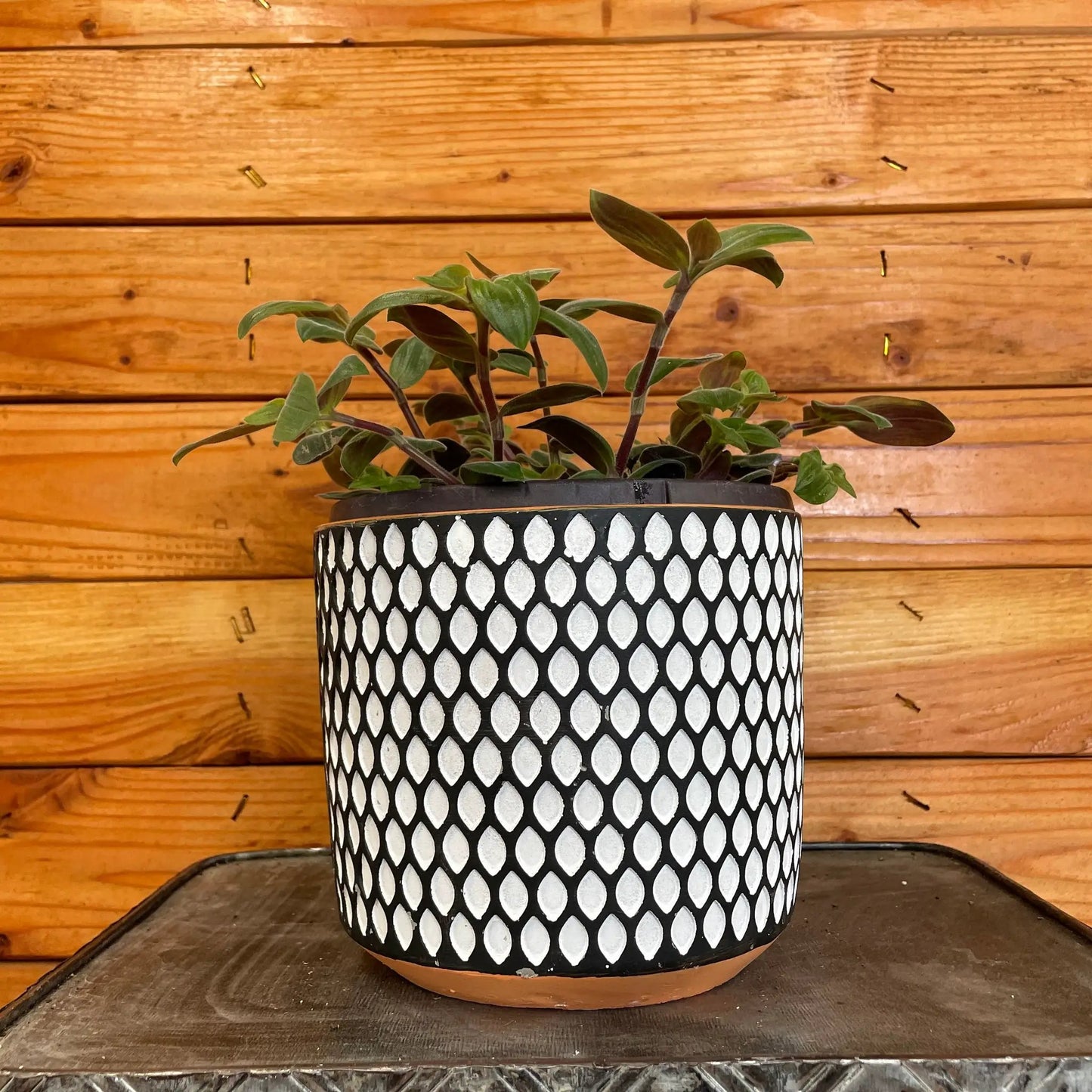 Tradescantia Baby Bunny Bellies 6" Plant - Tampa Home & Garden Store