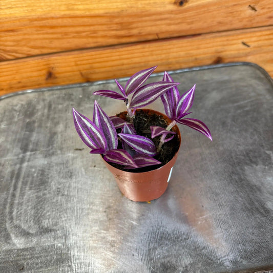 Tradescantia Pink Paradise plant, purple striped leaves in a 2in pot, The Plant Farm® on Tampa Home & Garden Store
