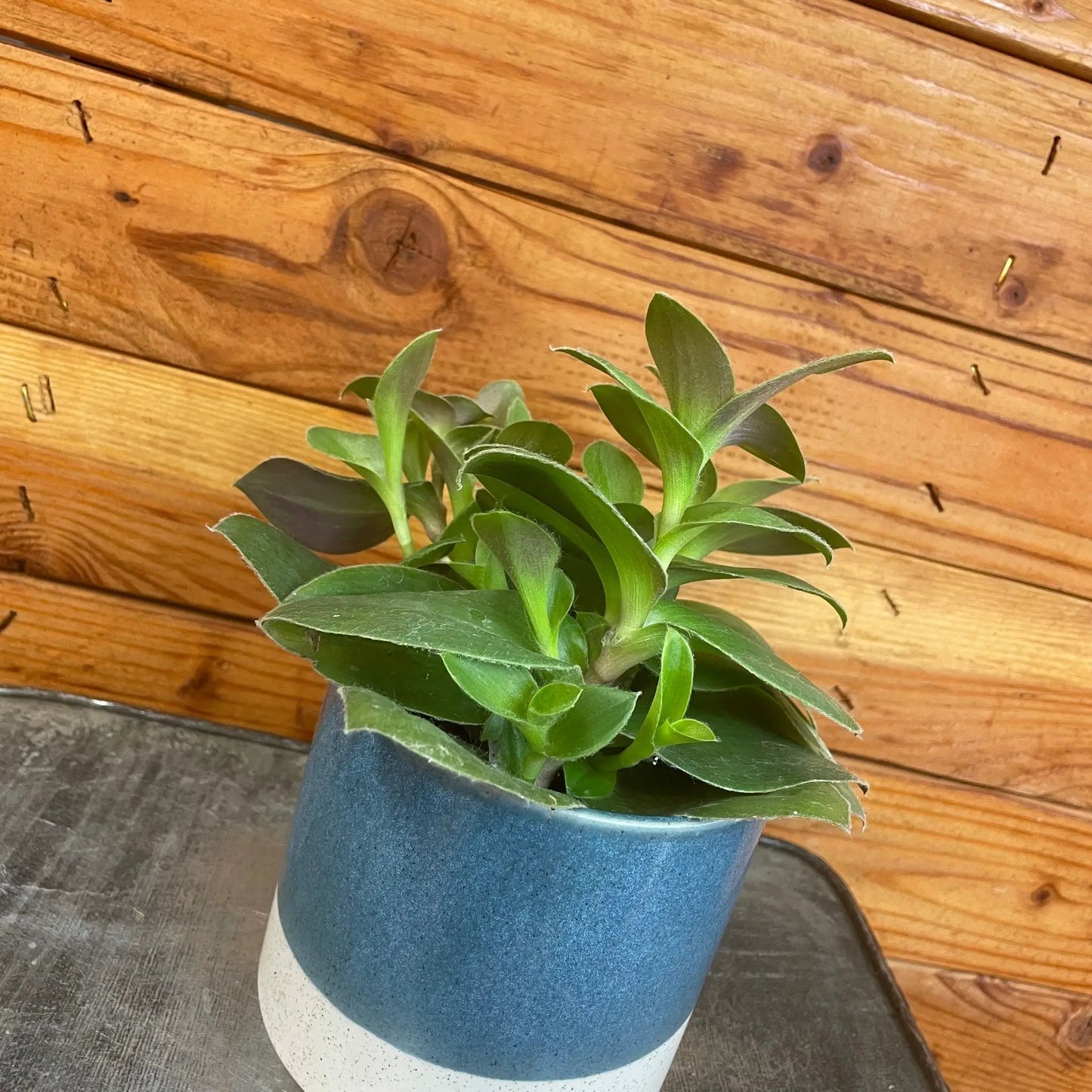 Tradescantia Sillamontana Purple Teddy Bear Vine houseplant in blue-white ceramic pot on Tampa Home & Garden Store