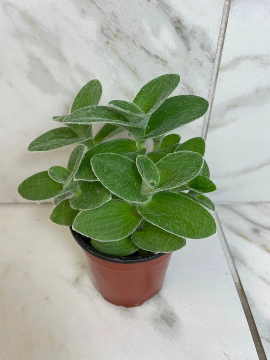 Tradescantia Sillamontana Teddy Bear Vine Plant with fuzzy silver-green leaves in a 4in pot on Tampa Home & Garden Store